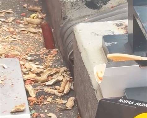 Raccoon hot dog incident at Citi Field in New York